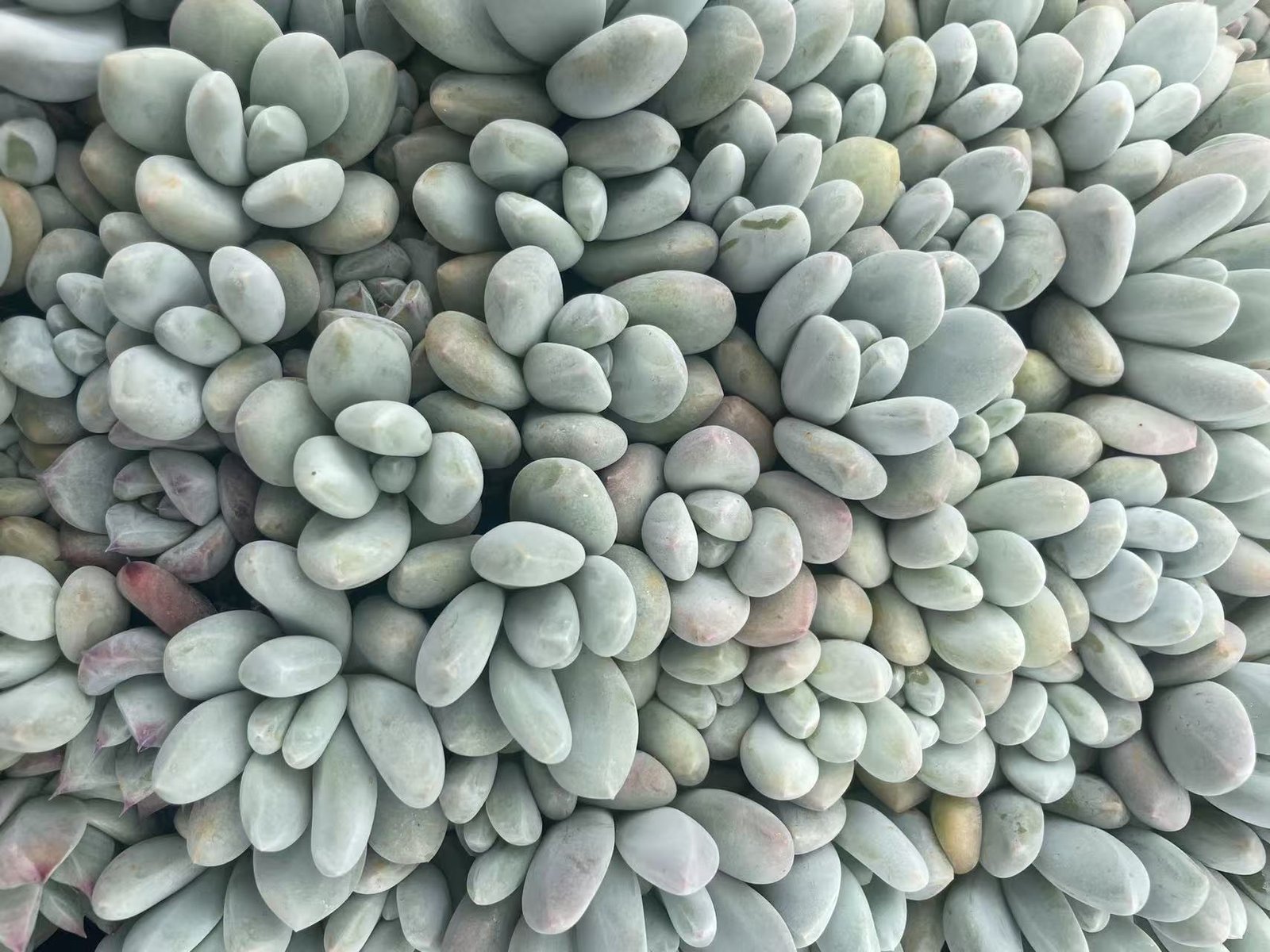 Pachyveria 'Elaine Reinelt'