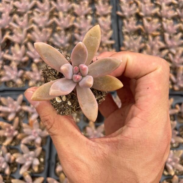 030. Graptopetalum cv. Purple Haze