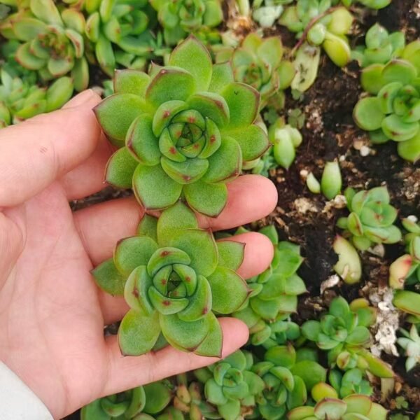 152. Echeveria ‘Moon Stone’