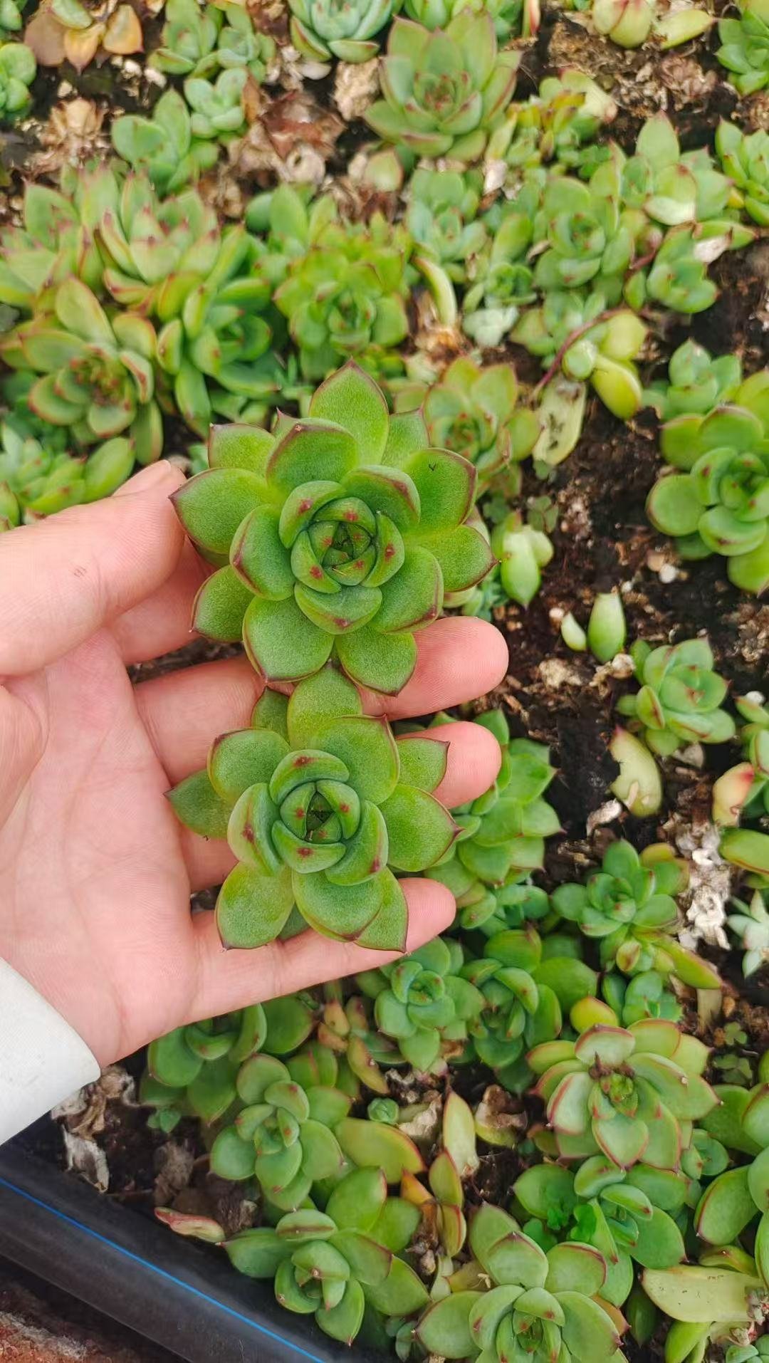 Echeveria 'Moon Stone'