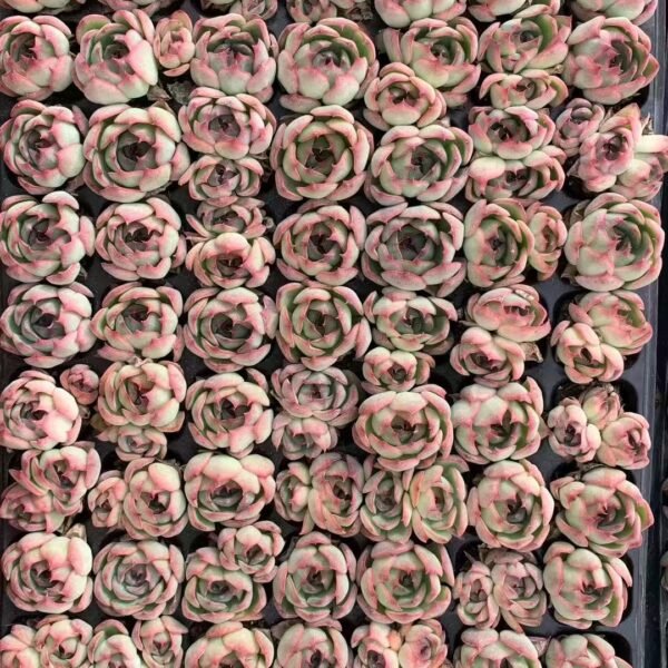 202. 、Echeveria ‘Soul Fairy’