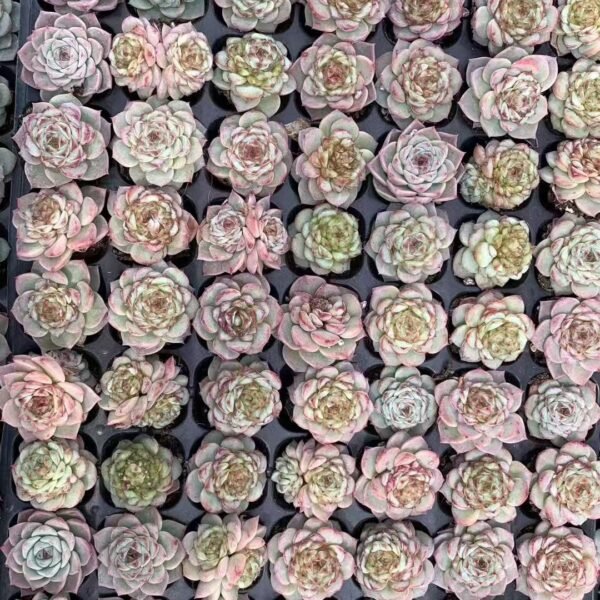 120. Echeveria ‘Red Velvet’