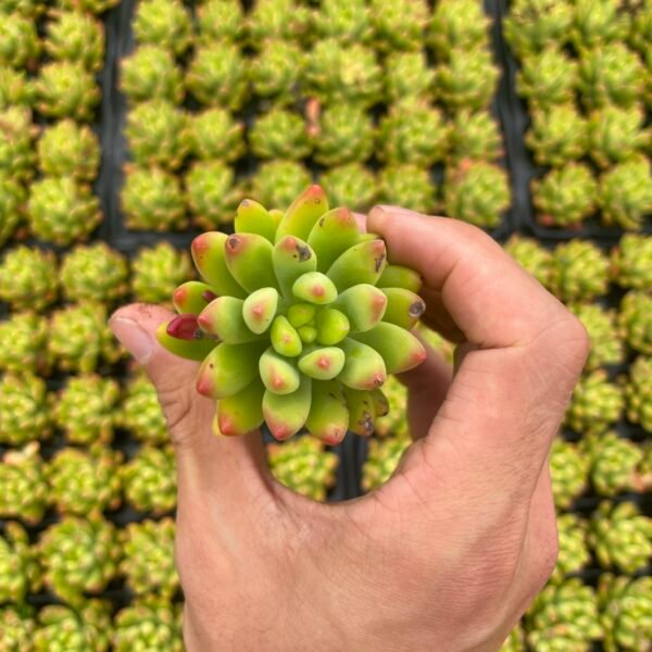 205. Sedum ‘Alice Evans’