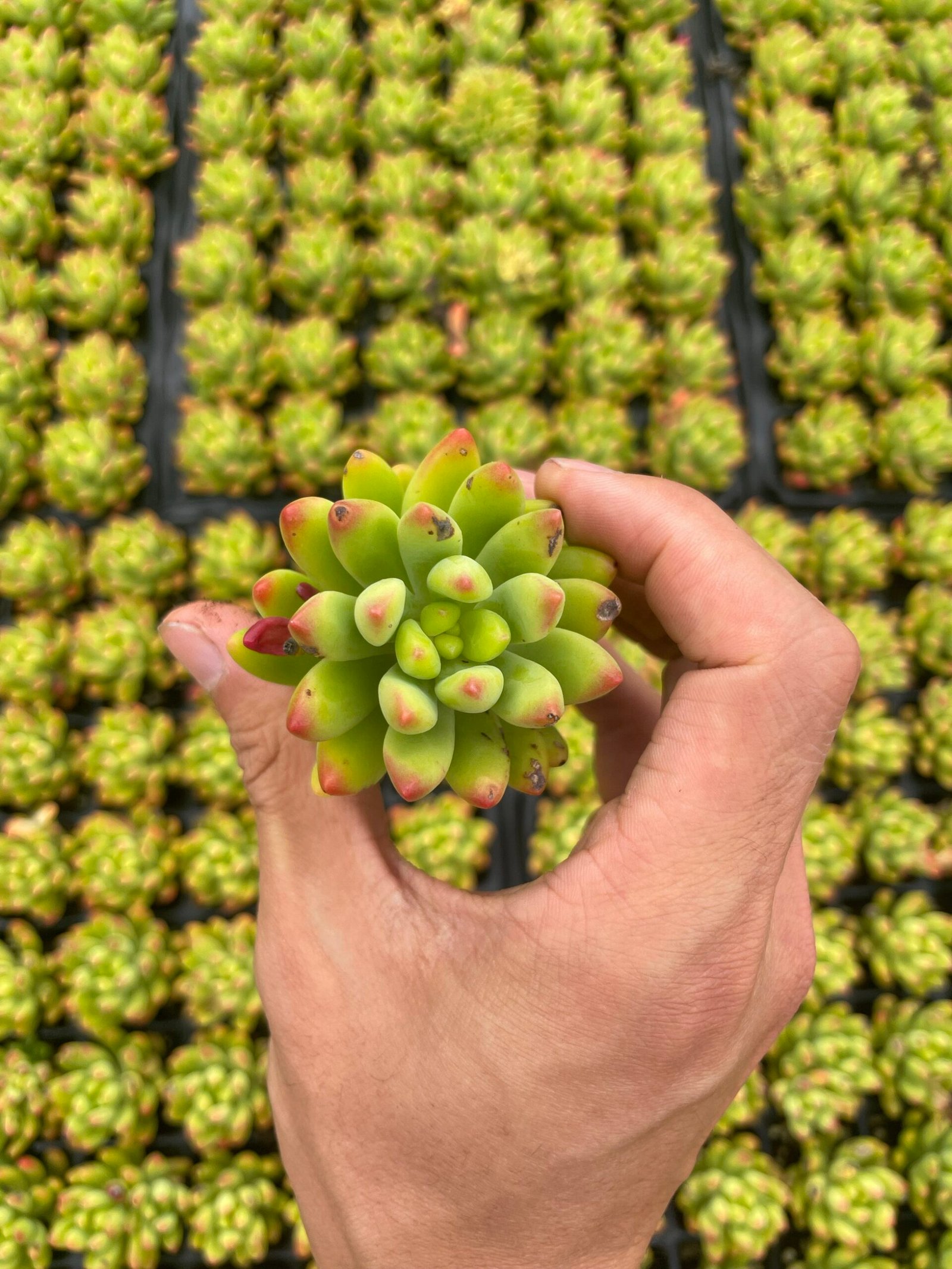 Sedum 'Alice Evans'
