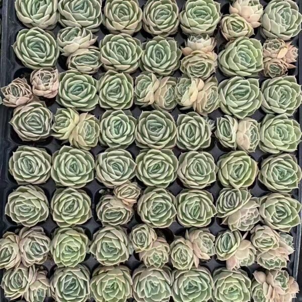 050. Echeveria ‘Onslow’