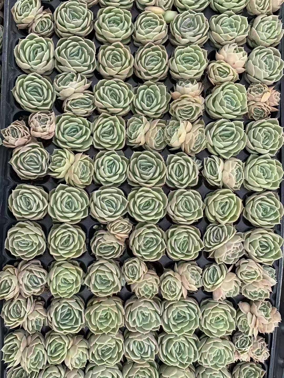 Echeveria 'Onslow'