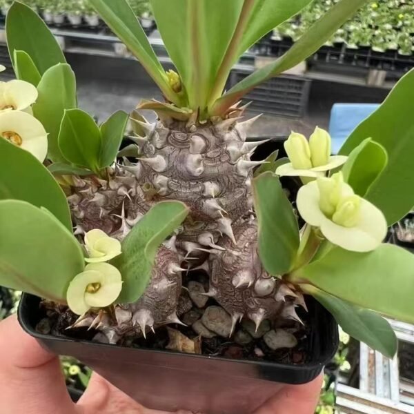 011. Euphorbia parvimedusae