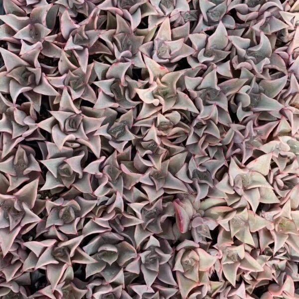 116. Echeveria ‘Madiba’