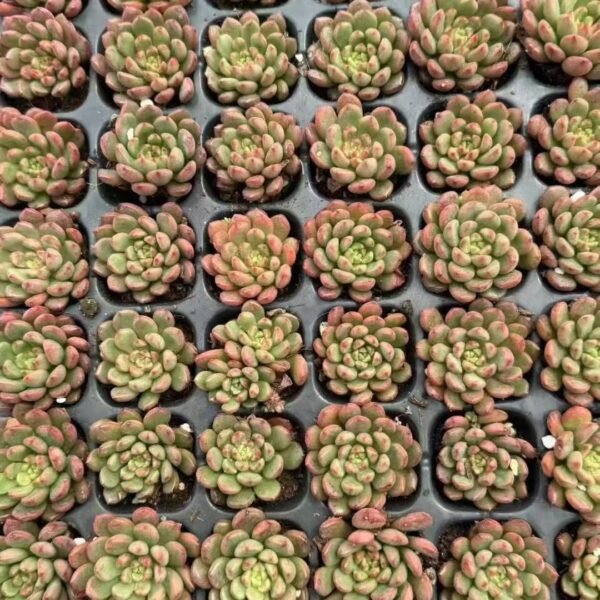 140. Sedeveria ‘Pink Ruby’