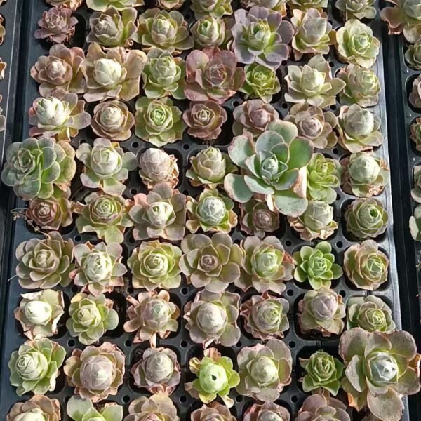 180. Aeonium aureum