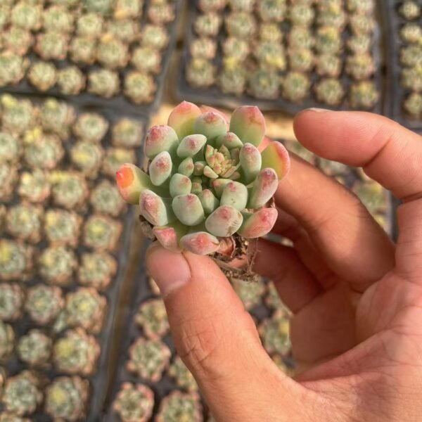 111. x Sedeveria ‘Blue Elf’