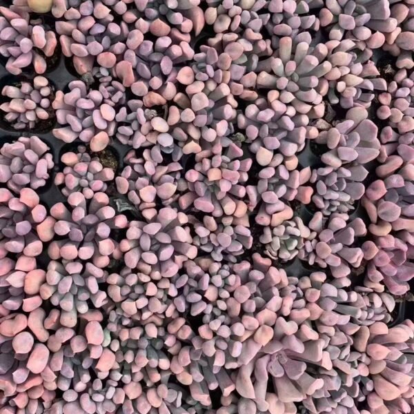 040. Graptoveria ‘Topsy Debbi’