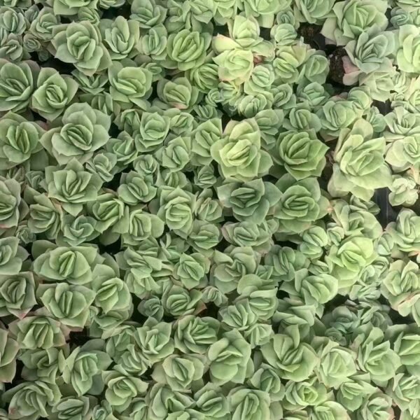 105. Echeveria ‘Rasberry Ice’