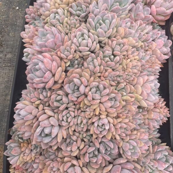021. Echeveria ‘Monroe’
