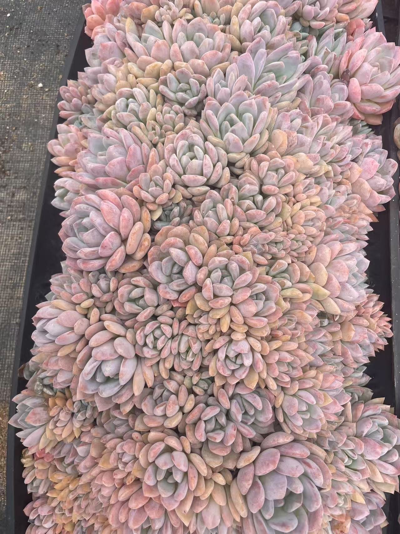 Echeveria 'Monroe'