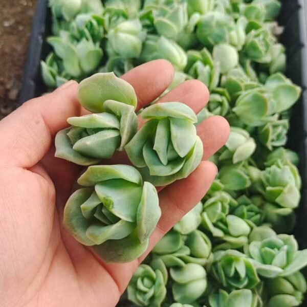 182. Echeveria ‘Lovely Rose’