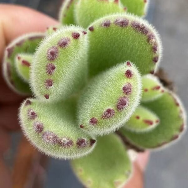 162. Cotyledon tomentosa