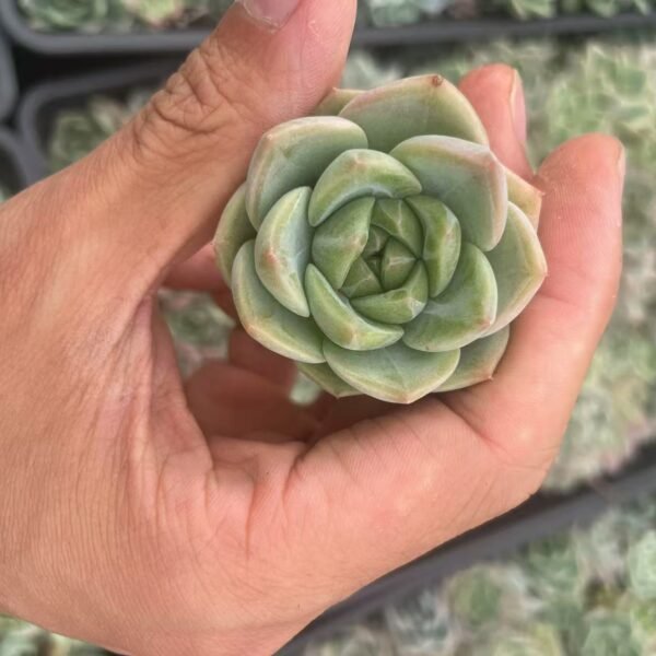 100. Echeveria ‘Champagne’