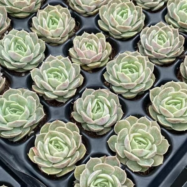 008. Echeveria ‘Onslow’