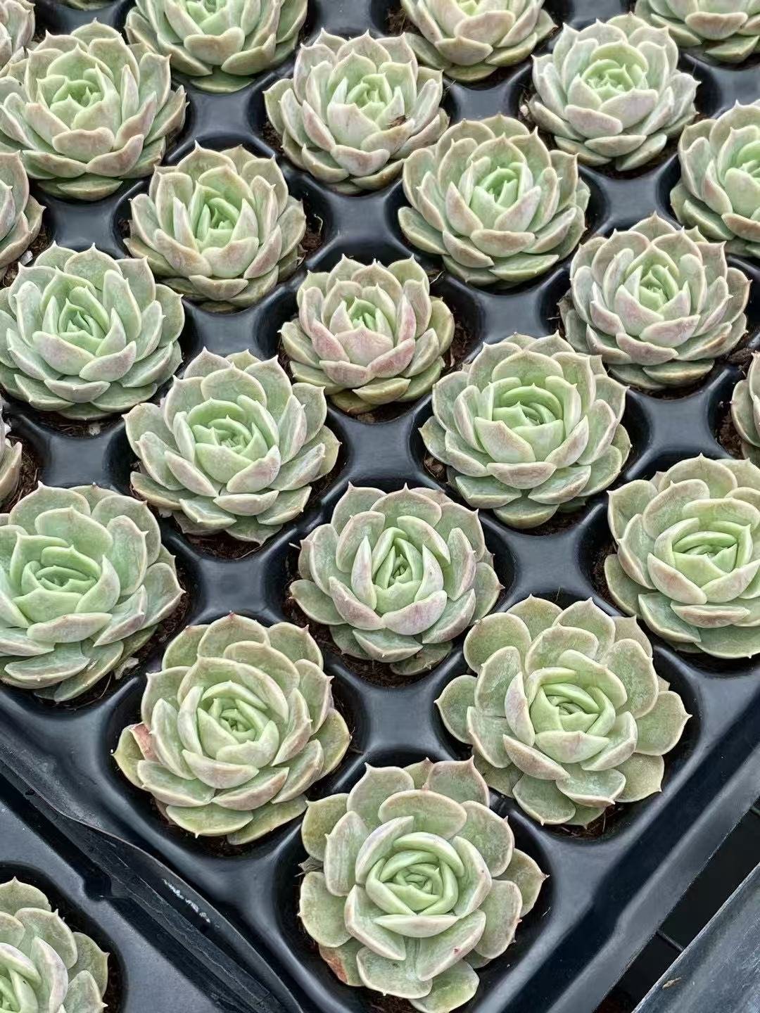 Echeveria 'Onslow'