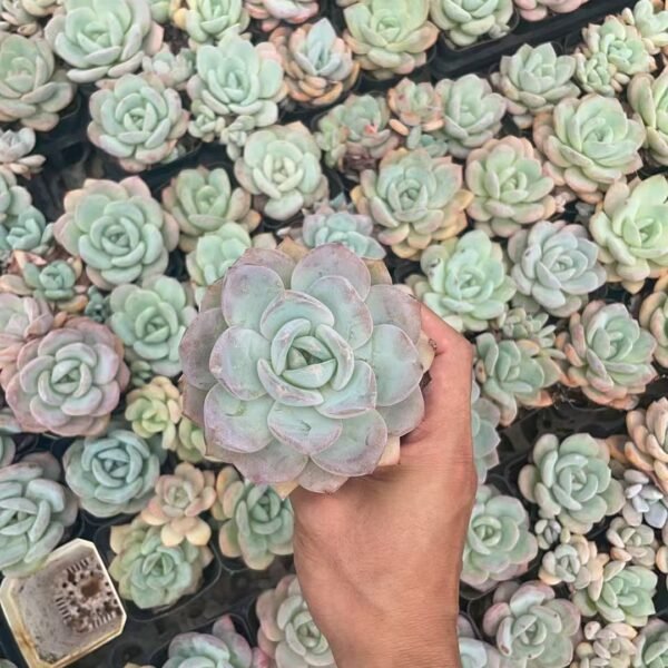 034. Pachyveria ‘Elaine Reinelt’