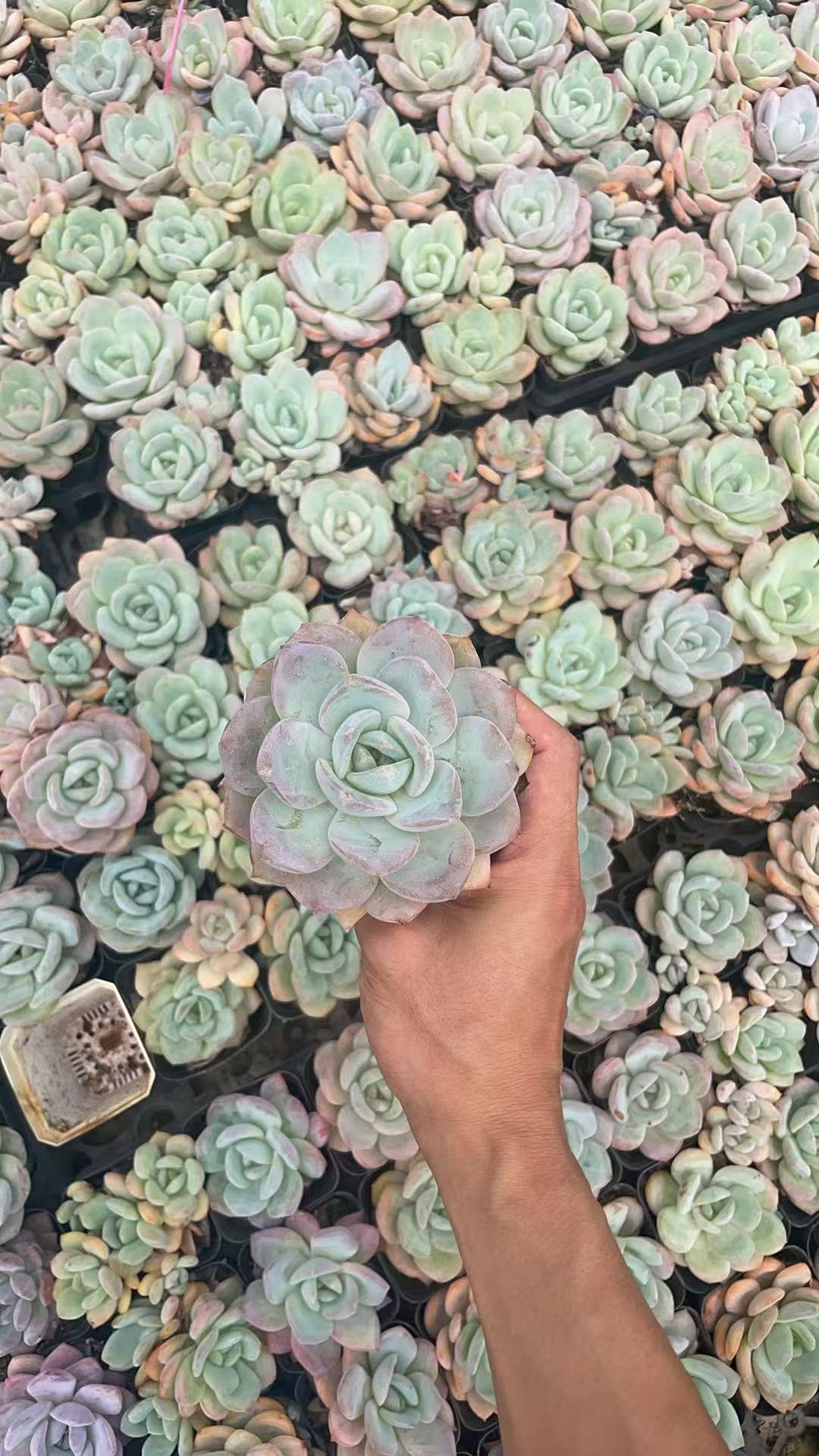 Pachyveria 'Elaine Reinelt'
