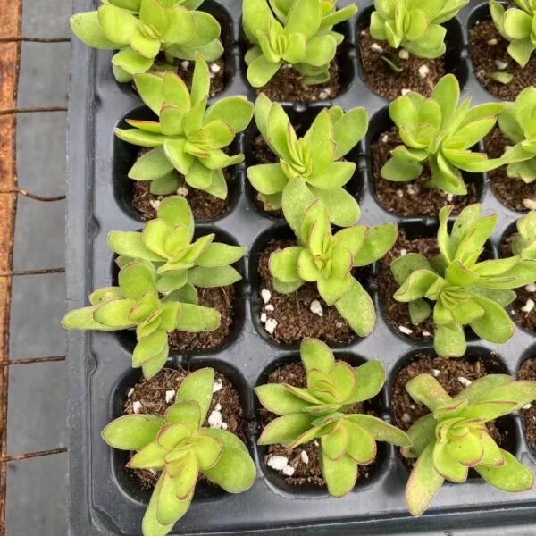Crassula dejecta