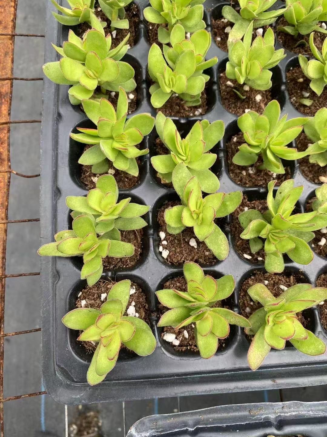 Crassula dejecta