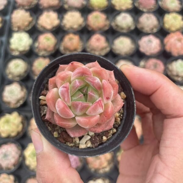 001. Echeveria Monroe