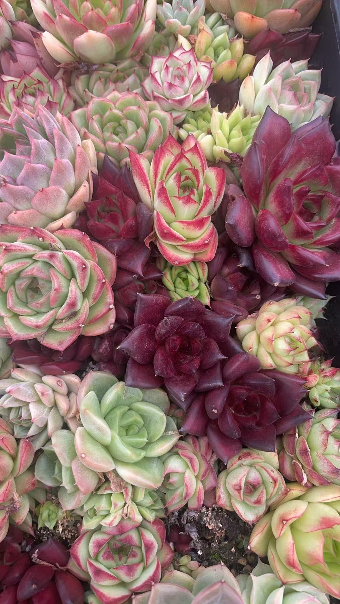 hybridization