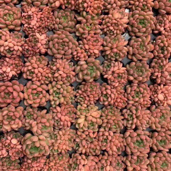 194. Sedeveria ‘Pink Ruby’