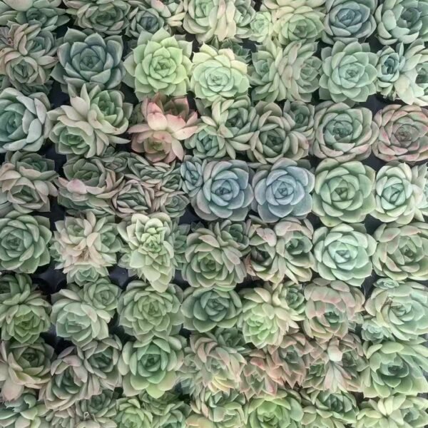 081. Echeveria Malgan S