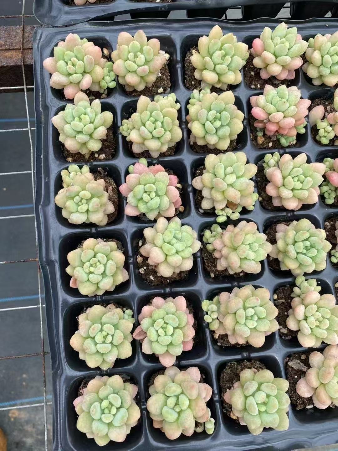 Echeveria 'Rococo'