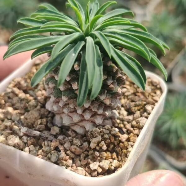 010. Euphorbia bupleurifolia