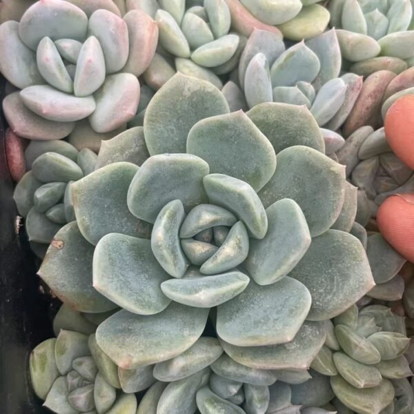115. Kalanchoe fedtschenkoi