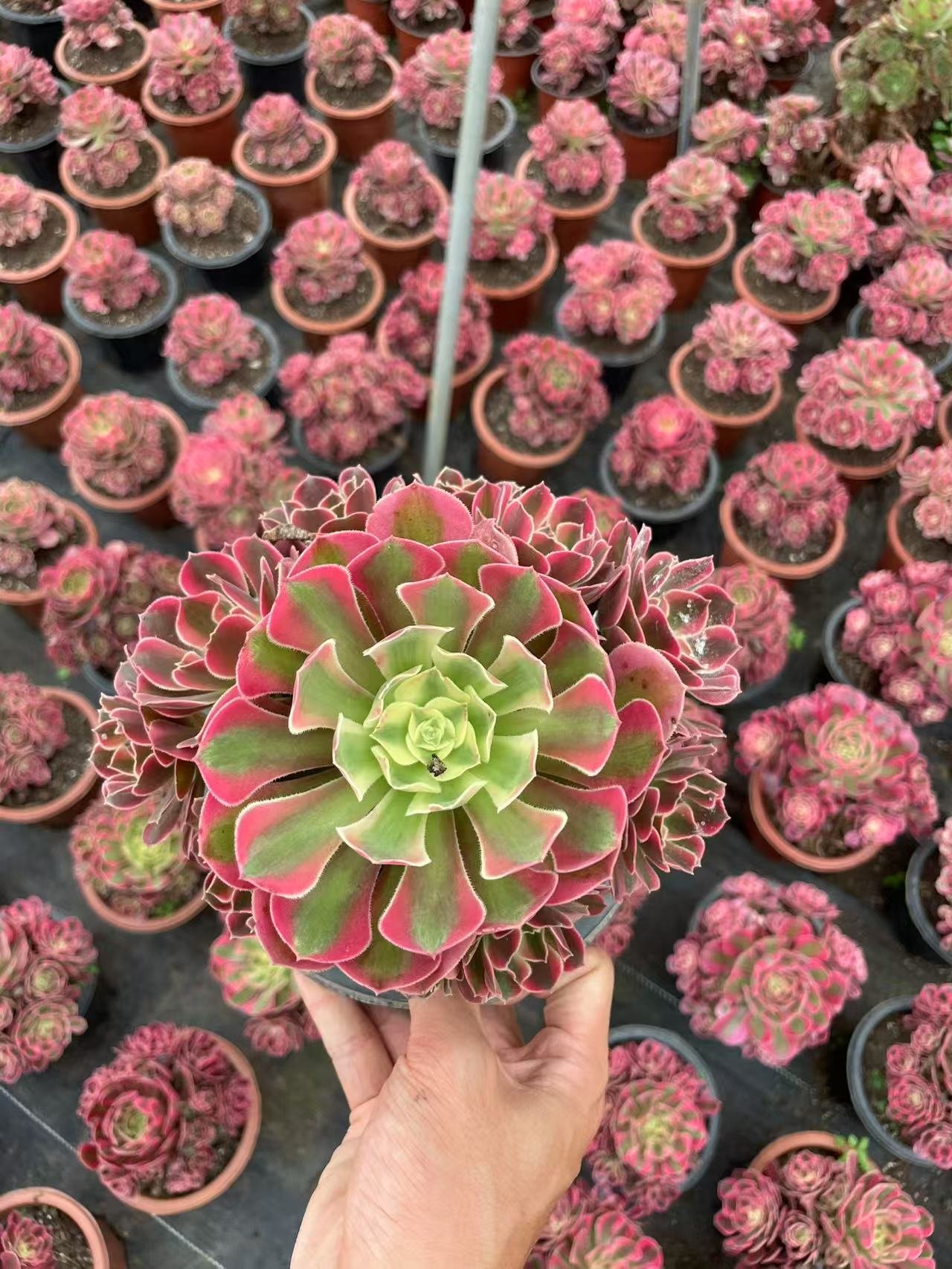 Aeonium 'Pink Witch'