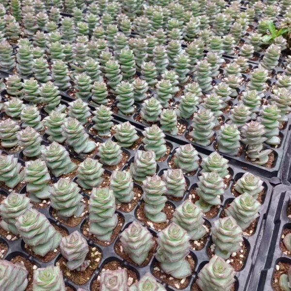 072. Crassula marnieriana
