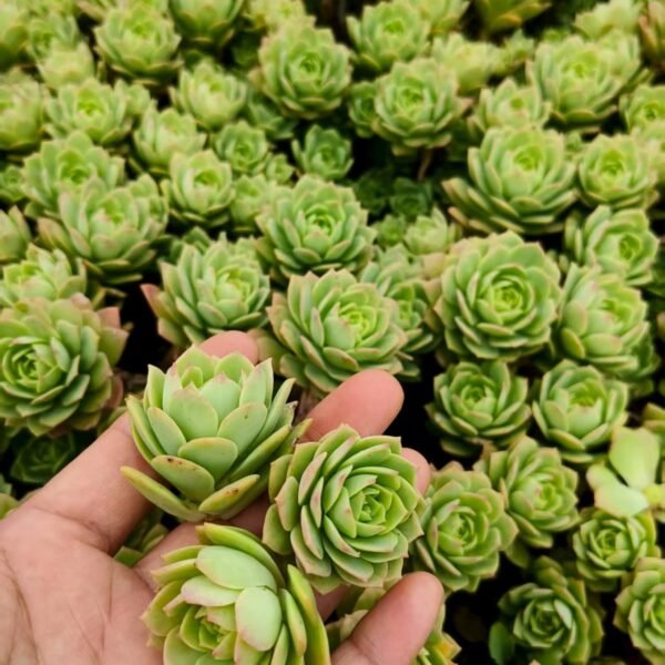 002. Sedeveria ‘Green Rose’