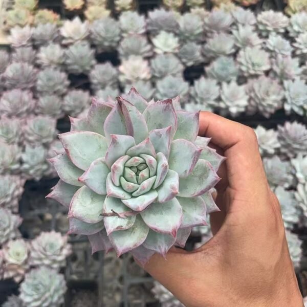 047. Echeveria ‘Brink’s Blue’