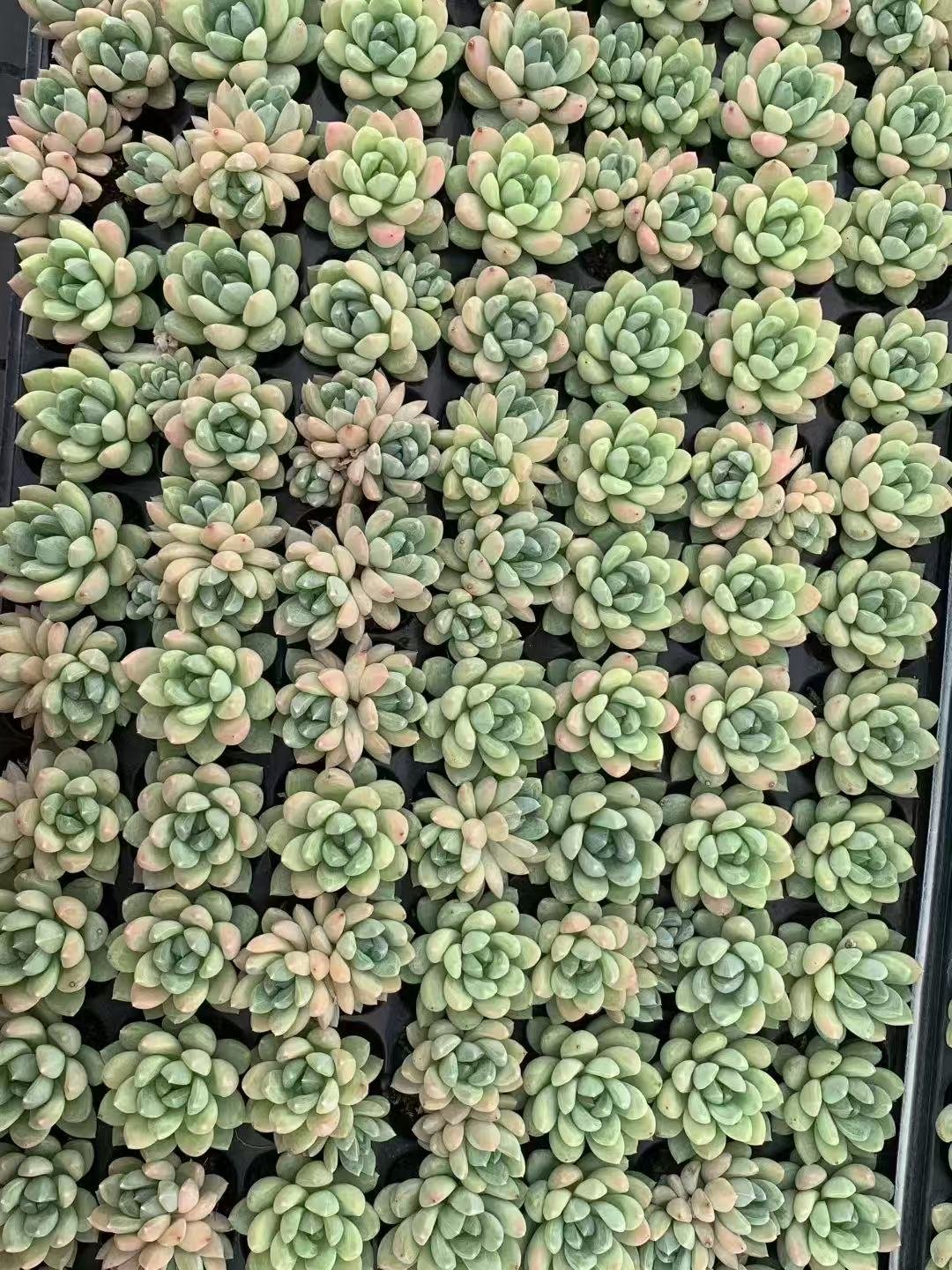 幻境