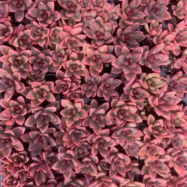 019. Echeveria ‘Dusty Rose’