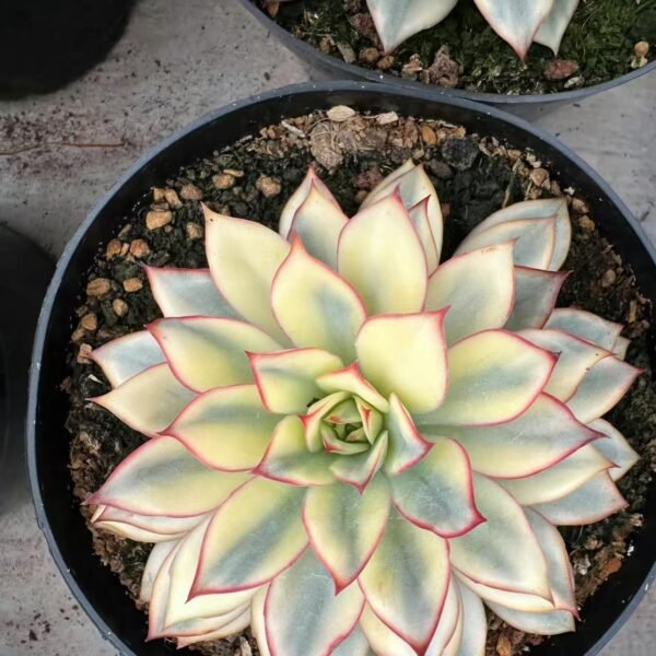 005. Echeveria ‘Esther’