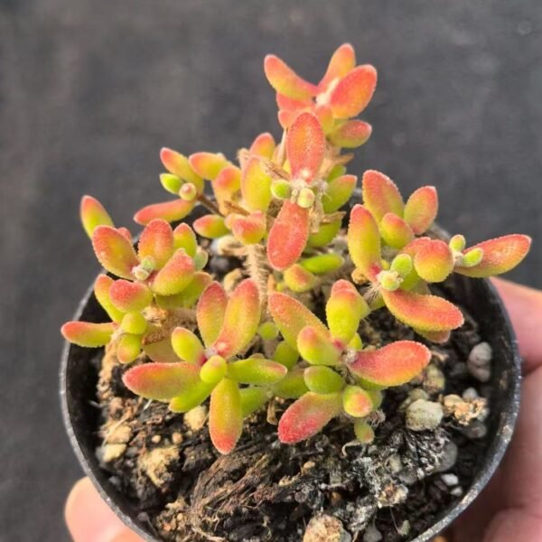 002. Echeveria ‘Ruby’