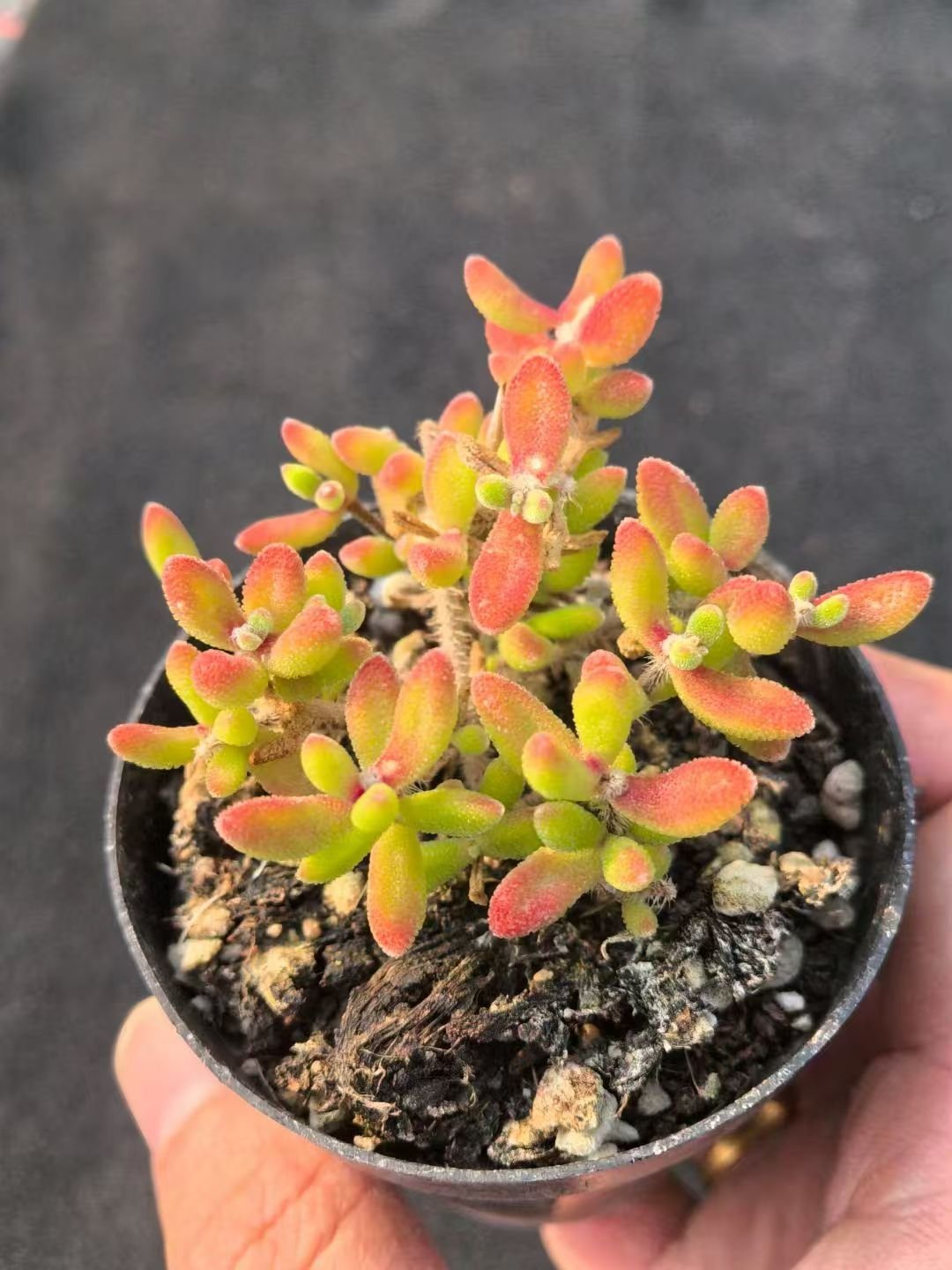 Echeveria 'Ruby'