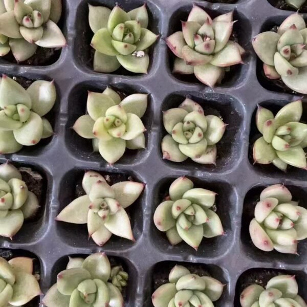 012. Echeveria agavoides ‘Ebony’
