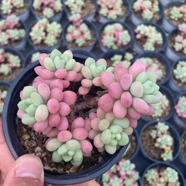121. Graptosedum ‘Rococo’