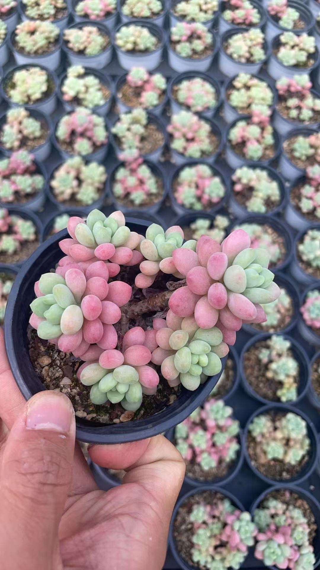 Graptosedum 'Rococo'