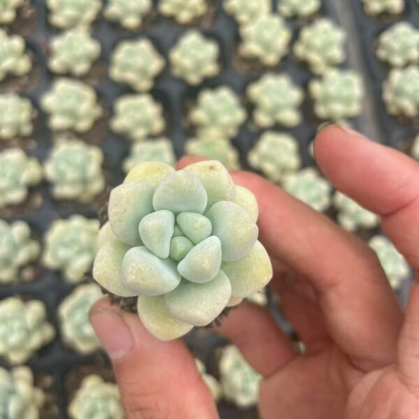 034. Echeveria pulvinata