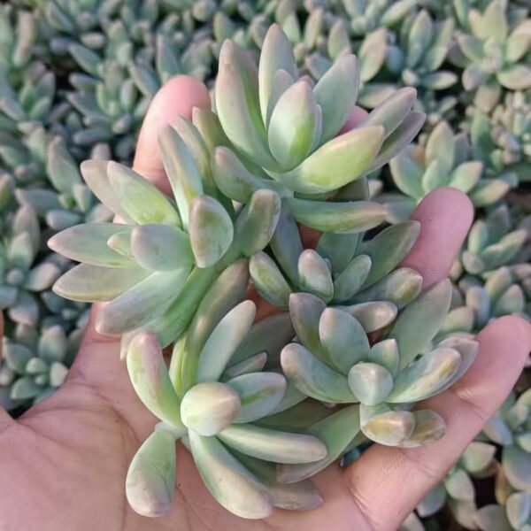 049. xGraptosedum ‘Francesco Baldi’