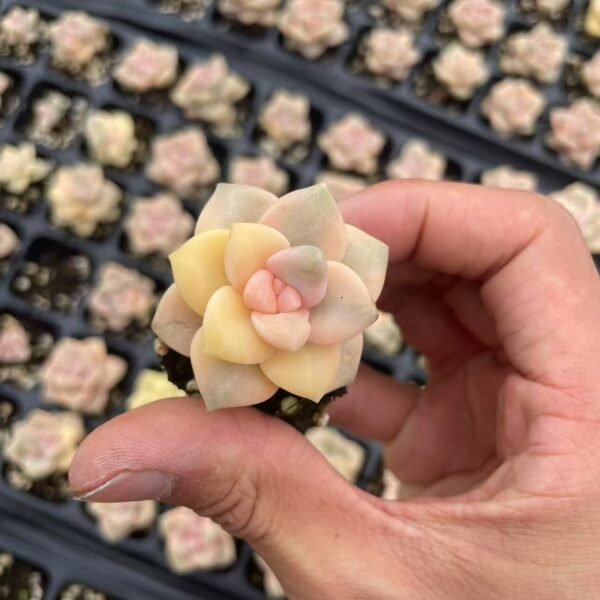 027. Pachyphytum ‘Apricot Beauty’
